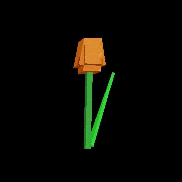 Orange Tulip